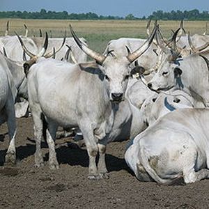 Állattenyésztés, állattartás