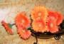 Narancs gerbera
