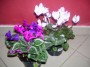Cyclamen díszítve
