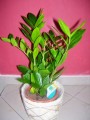 Zamioculcas
