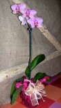 Orchidea