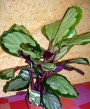 Calathea