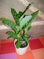 Calathea 2.