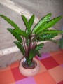 Calathea 3.