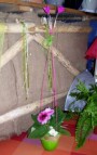 Gloxinia díszítve, kaspóban