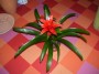 Guzmania nagy