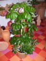 Schefflera