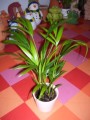 Chrysalidocarpus